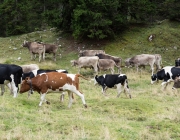 Almabtrieb 2017 Hochfeldern Alm / Mieming – „Ganz nah dran“