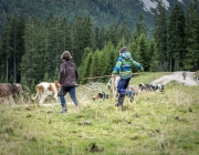 Almabtrieb 2017 Hochfeldern Alm / Mieming – „Ganz nah dran“