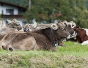 Almabtrieb 2017 Hochfeldern Alm / Mieming – „Ganz nah dran“