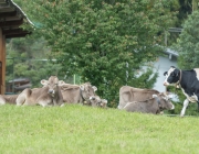 Almabtrieb 2017 Hochfeldern Alm / Mieming – „Ganz nah dran“