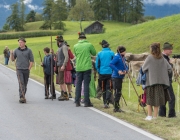 Almabtrieb 2017 Hochfeldern Alm / Mieming – „Ganz nah dran“