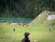 Almabtrieb 2017 Hochfeldern Alm / Mieming – „Ganz nah dran“