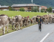 Almabtrieb 2017 Hochfeldern Alm / Mieming – „Ganz nah dran“
