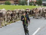 Almabtrieb 2017 Hochfeldern Alm / Mieming – „Ganz nah dran“