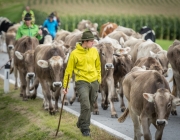 Almabtrieb 2017 Hochfeldern Alm / Mieming – „Ganz nah dran“