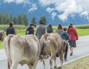 Almabtrieb 2017 Hochfeldern Alm / Mieming – „Ganz nah dran“