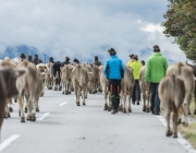 Almabtrieb 2017 Hochfeldern Alm / Mieming – „Ganz nah dran“
