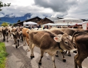 Almabtrieb 2017 Hochfeldern Alm / Mieming – „Ganz nah dran“