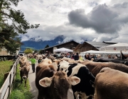 Almabtrieb 2017 Hochfeldern Alm / Mieming – „Ganz nah dran“