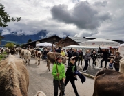 Almabtrieb 2017 Hochfeldern Alm / Mieming – „Ganz nah dran“