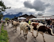 Almabtrieb 2017 Hochfeldern Alm / Mieming – „Ganz nah dran“