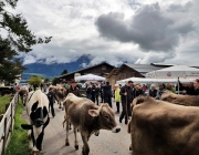 Almabtrieb 2017 Hochfeldern Alm / Mieming – „Ganz nah dran“
