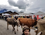 Almabtrieb 2017 Hochfeldern Alm / Mieming – „Ganz nah dran“