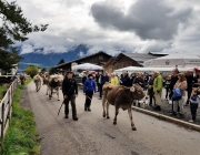 Almabtrieb 2017 Hochfeldern Alm / Mieming – „Ganz nah dran“