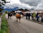 Almabtrieb 2017 Hochfeldern Alm / Mieming – „Ganz nah dran“