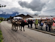 Almabtrieb 2017 Hochfeldern Alm / Mieming – „Ganz nah dran“