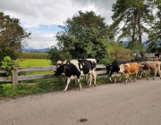 Almabtrieb 2017 Hochfeldern Alm / Mieming – „Ganz nah dran“
