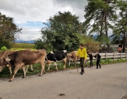 Almabtrieb 2017 Hochfeldern Alm / Mieming – „Ganz nah dran“
