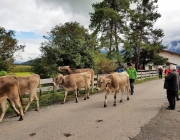 Almabtrieb 2017 Hochfeldern Alm / Mieming – „Ganz nah dran“