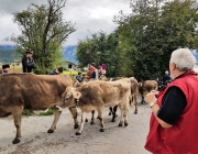 Almabtrieb 2017 Hochfeldern Alm / Mieming – „Ganz nah dran“