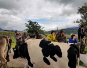 Almabtrieb 2017 Hochfeldern Alm / Mieming – „Ganz nah dran“