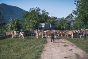 almauftrieb_2020_2048px-14