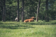 almauftrieb_2020_2048px-15