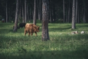 almauftrieb_2020_2048px-18