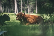 almauftrieb_2020_2048px-36