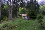DSC00515
