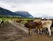 Almauftrieb Obermieming - Feldereralpe 2016