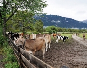 Almauftrieb Obermieming - Feldereralpe 2016