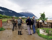 Almauftrieb Obermieming - Feldereralpe 2016