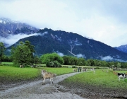 Almauftrieb Obermieming - Feldereralpe 2016