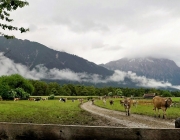 Almauftrieb Obermieming - Feldereralpe 2016