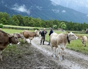 Almauftrieb Obermieming - Feldereralpe 2016