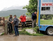 Almauftrieb Obermieming - Feldereralpe 2016