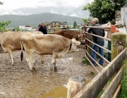 Almauftrieb Obermieming - Feldereralpe 2016