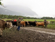 Almauftrieb Obermieming - Feldereralpe 2016