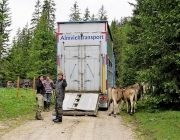 Almauftrieb Obermieming - Feldereralpe 2016