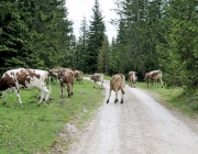 Almauftrieb Obermieming - Feldereralpe 2016