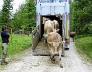 Almauftrieb Obermieming - Feldereralpe 2016