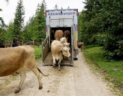 Almauftrieb Obermieming - Feldereralpe 2016