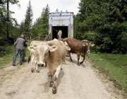Almauftrieb Obermieming - Feldereralpe 2016
