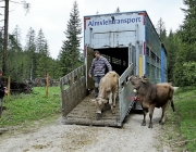 Almauftrieb Obermieming - Feldereralpe 2016