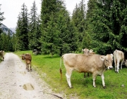 Almauftrieb Obermieming - Feldereralpe 2016