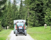 Almauftrieb Obermieming - Feldereralpe 2016