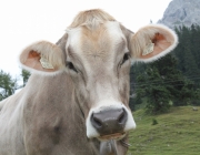 Almmesse auf der Marienberg Alpe – Hirtenfamilie geht nach 40 Jahren in den Ruhestand