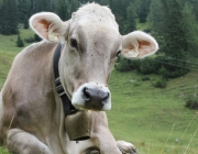 Almmesse auf der Marienberg Alpe – Hirtenfamilie geht nach 40 Jahren in den Ruhestand