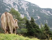 Almmesse auf der Marienberg Alpe – Hirtenfamilie geht nach 40 Jahren in den Ruhestand
